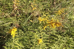 Solidago canadensis