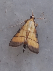 Cnaphalocrocis medinalis