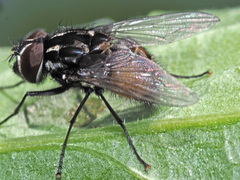 Graphomya maculata