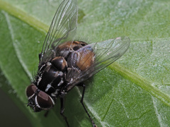 Graphomya maculata
