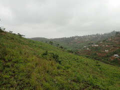 Lasiosiphon kraussianus