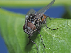 Graphomya maculata