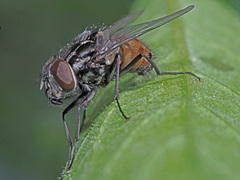 Graphomya maculata