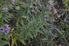 Symphyotrichinae