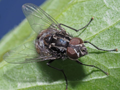 Graphomya maculata