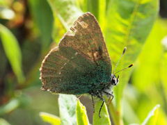 Callophrys rubi