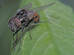Graphomya maculata