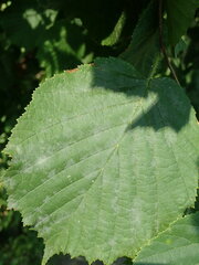 Erysiphe corylacearum