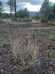 Bouteloua curtipendula