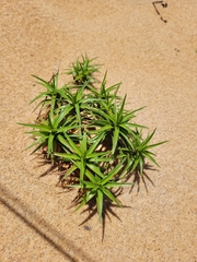 Cyperus pedunculatus
