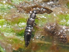 Aleocharinae