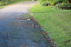 Sciurus carolinensis