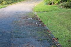 Sciurus carolinensis