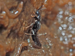 Aleocharinae