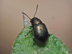 Chaetocnema hortensis