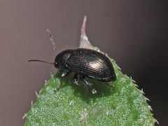 Chaetocnema hortensis