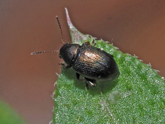 Chaetocnema hortensis