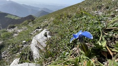 Gentiana verna