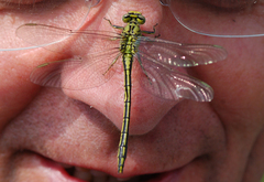 Gomphus pulchellus