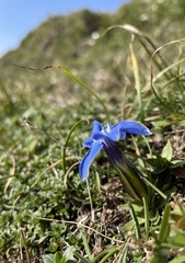 Gentiana verna