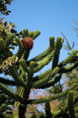 Araucaria araucana