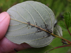 Aphis fabae
