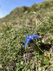 Gentiana verna