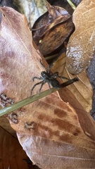 Tigrosa georgicola