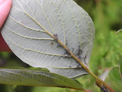 Aphis fabae