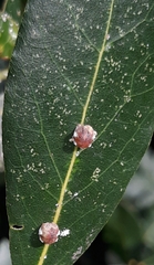 Ceroplastes