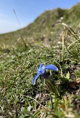 Gentiana verna