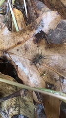 Tigrosa georgicola