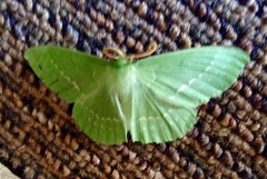 Geometra papilionaria