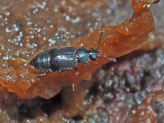 Proteinus
