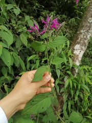 Salvia purpurea