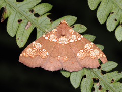 Saroba pustulifera