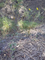 Hymenothrix dissecta