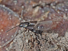 Aleocharinae