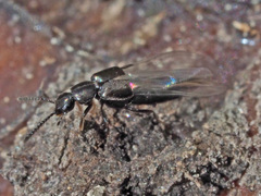 Aleocharinae