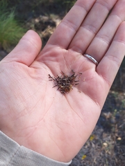 Hymenothrix dissecta