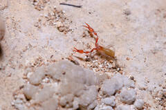 Acanthocreagris relicta