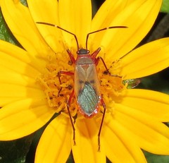 Dysdercus ruficollis