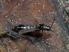 Aleocharinae