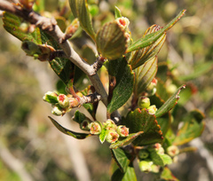 Cercocarpus