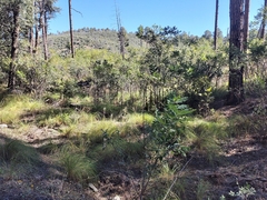 Hymenothrix dissecta