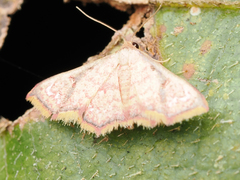 Enispa elataria