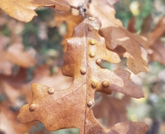 Janetia cerris