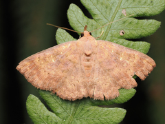 Sarobides inconclusa