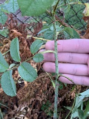 Rosa rubiginosa