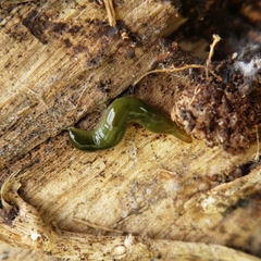Othelosoma joburgi